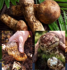 Freeze-Dried Matsutake