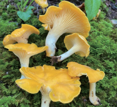 Wild Chanterelle