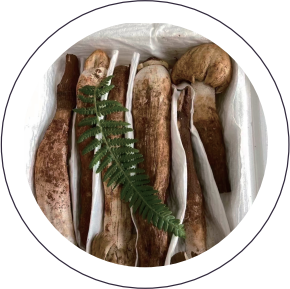 Wild Termitomyces Albuminosus